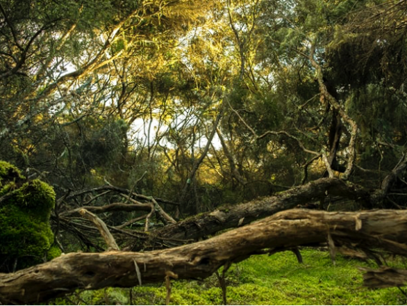 jungle trees representing the urban ecosystem